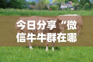 今日分享“微信牛牛群在哪买房卡”链接教程